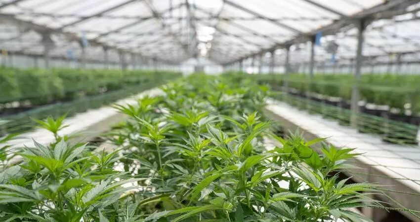 Cannabis Cultivators Australia