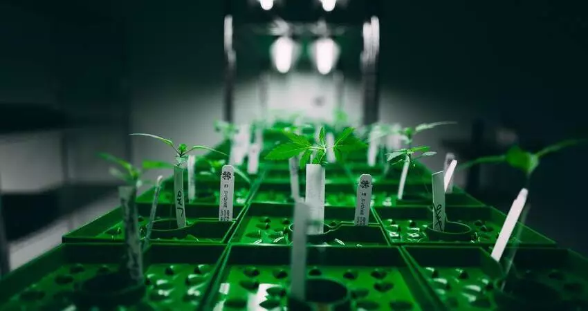 Cannabis Dispensary Nearby