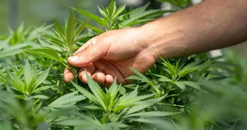 Cannabis Growers Australia