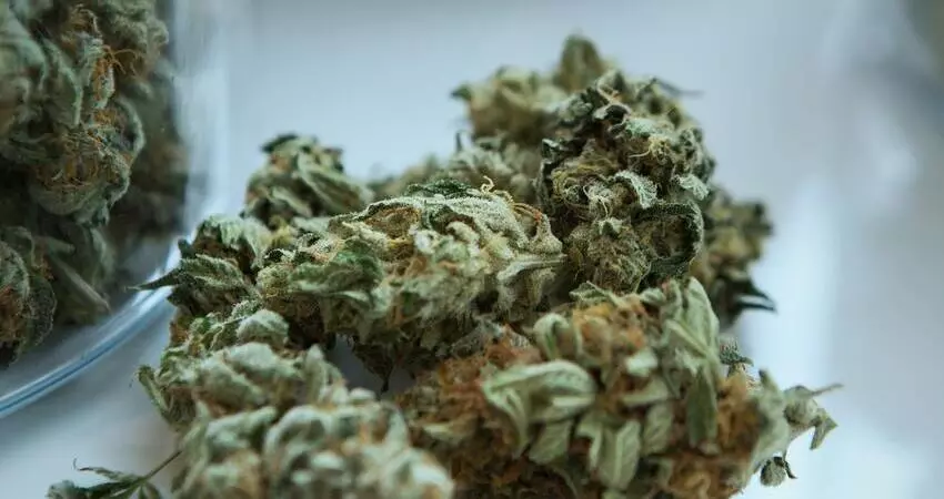 Cannabis Wholesalers Distributors