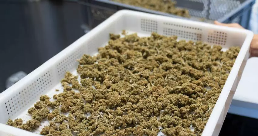 Marijuana Wholesalers