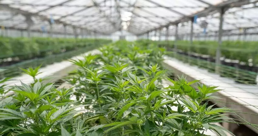 Medical Cannabis Australia