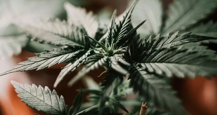 Medical Cannabis NSW