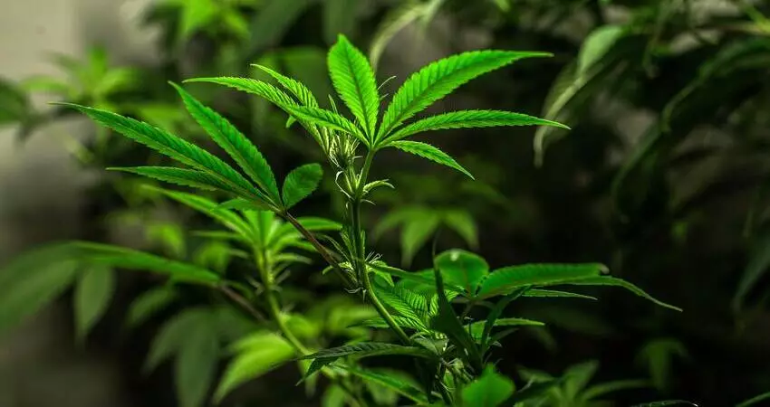 Medical Marijuanas Australia