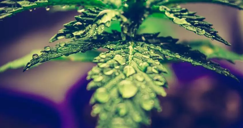 Medical Marijuanas Perth WA