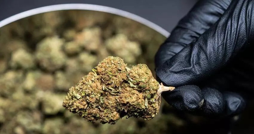 Medical Marijuanas Dispensary Sydney