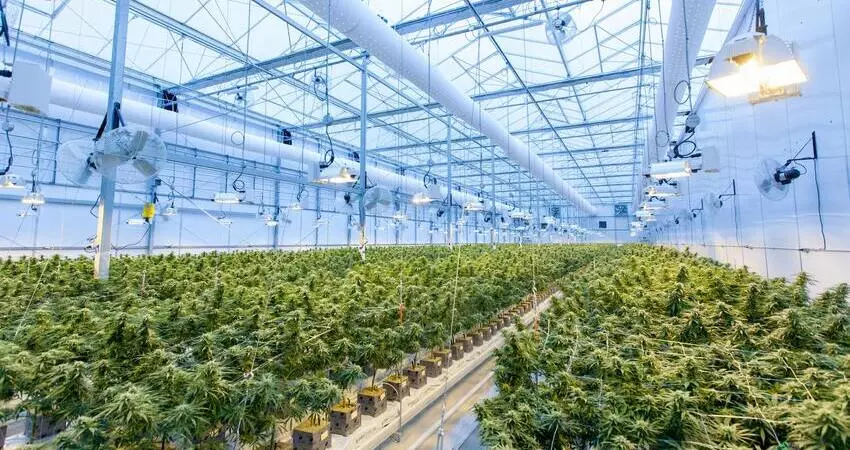 Weed Growers Australia
